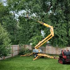 Best Hedge Trimming  in Goleta, CA