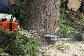 Trusted Goleta, CA Tree Care Experts
