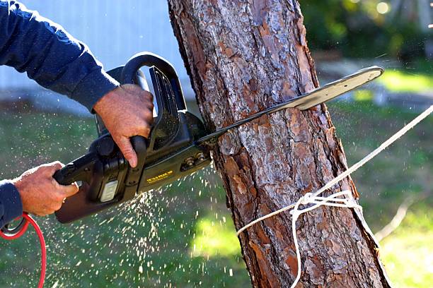Best Tree Risk Assessment  in Goleta, CA