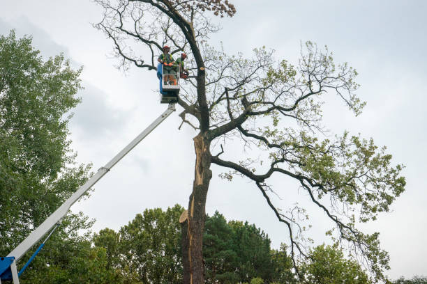 Best Tree Mulching  in Goleta, CA
