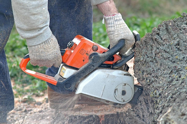 Best Tree Maintenance Programs  in Goleta, CA