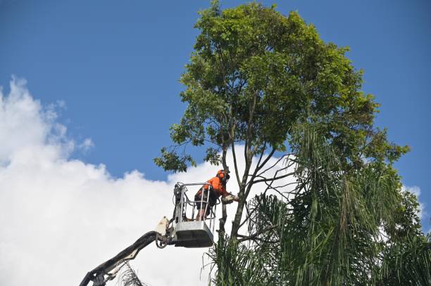 Best Firewood Processing and Delivery  in Goleta, CA
