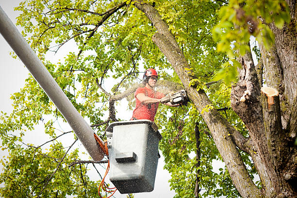 How Our Tree Care Process Works  in  Goleta, CA