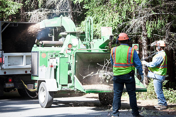 Best Hazardous Tree Removal  in Goleta, CA