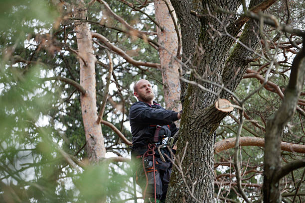 Best Fruit Tree Pruning  in Goleta, CA