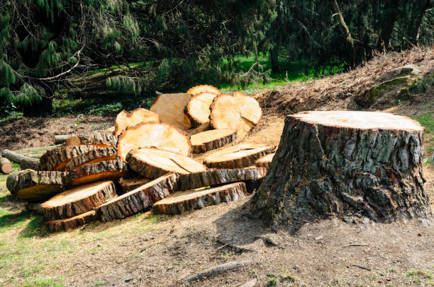 Best Aeration Services  in Goleta, CA